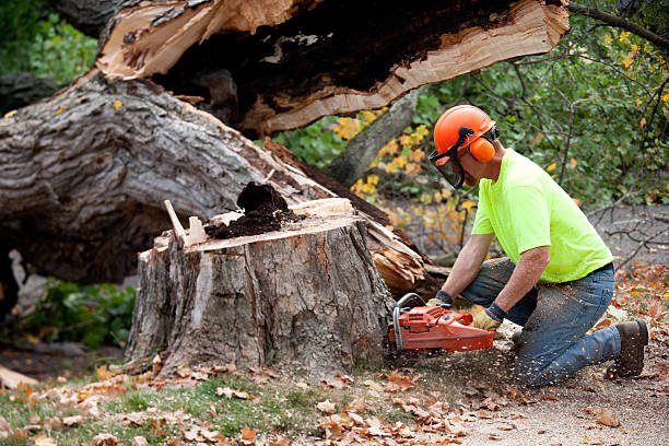 Tree Trimming Project - Professional Tree Services project in Buffalo, NY